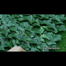 Künstliche Hecke mit realistischen Blättern, einfach zu montieren, für Außen- und Innendekoration, 1m x 3 m